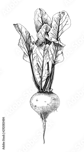 Hand drawn beetroot with leaves