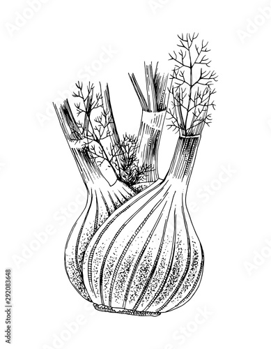 Hand drawn fennel isolated on white background.