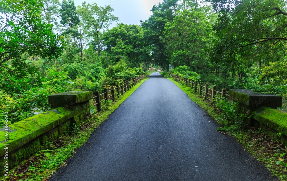 beautiful and isolated foot bridge surrounded by green trees beautiful and isolated foot bridge surrounded by green trees