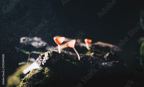 Champagne mushrooms with rain in wood © Yuttana