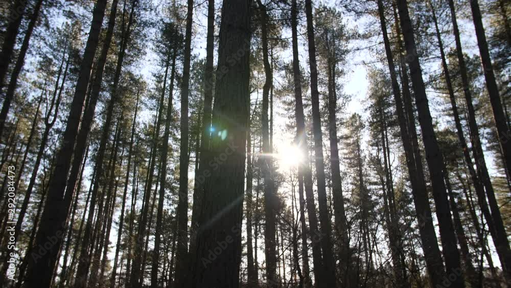 4K Pine tree forest pan up to the woods In UK England 4K Pine tree forest pan up to the woods In UK England
