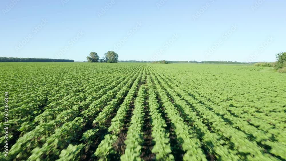 A quick flight over the rows of crops. There are small areas with trees in the center of the field. At the edges of the field are forest belts. A quick flight over the rows of crops. There are small areas with trees in the center of the field. At the edges of the field are forest belts.