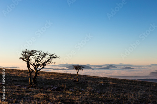 A couple of tree silhouettes above a sea of fog and mountains