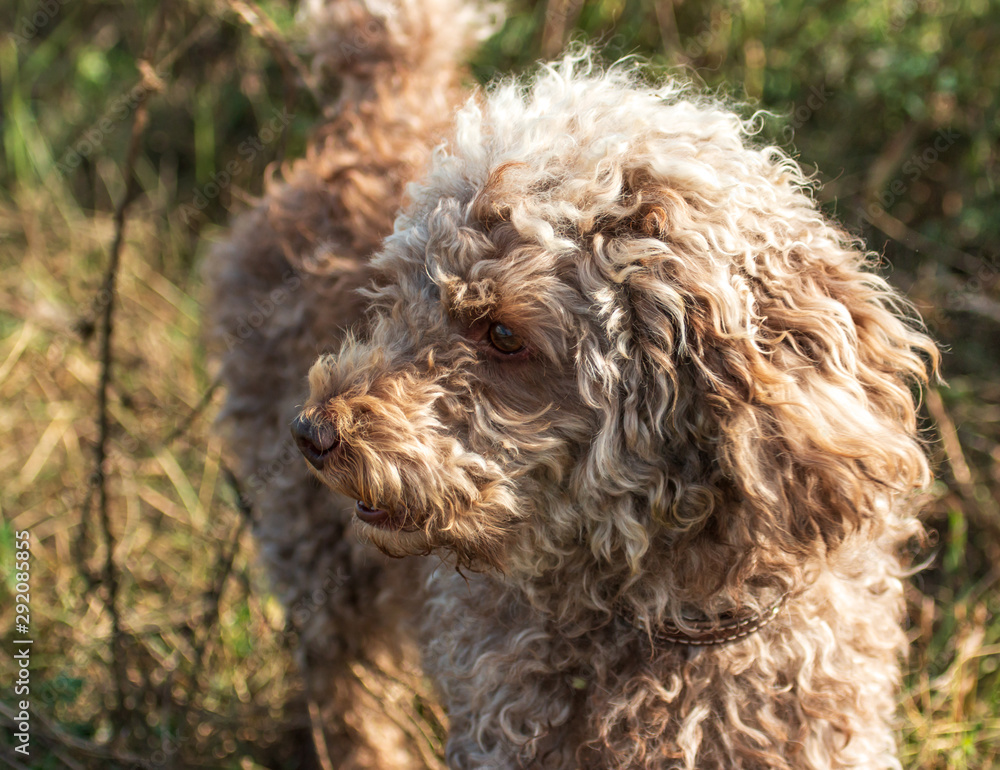thoroughbred dog for a walk thoroughbred dog for a walk