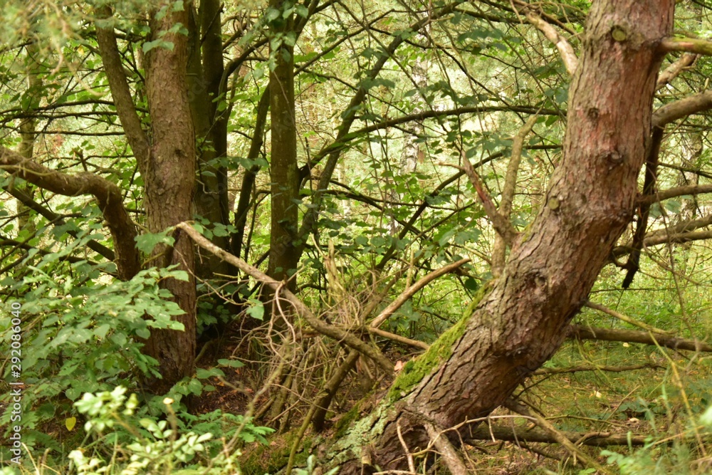tree in forest tree in forest