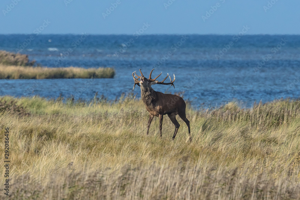 Naklejka premium am meer