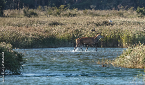 hirsch im wasser