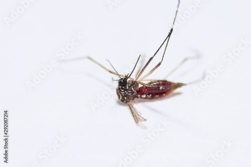 Mosquito corpse soft focus on white background.