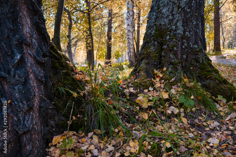 Trees in the autumn forest. The bases are covered with moss. Trees in the autumn forest. The bases are covered with moss.
