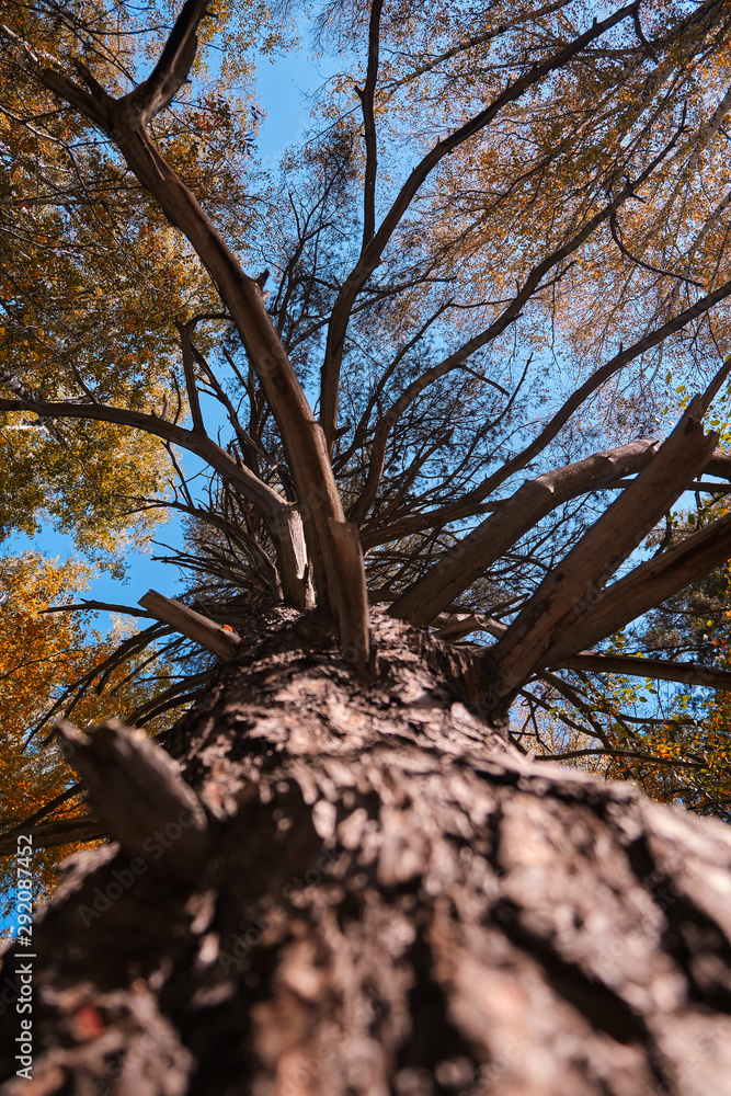 Fototapeta premium Crown of the tree against the blue sky. Bottom-up view.