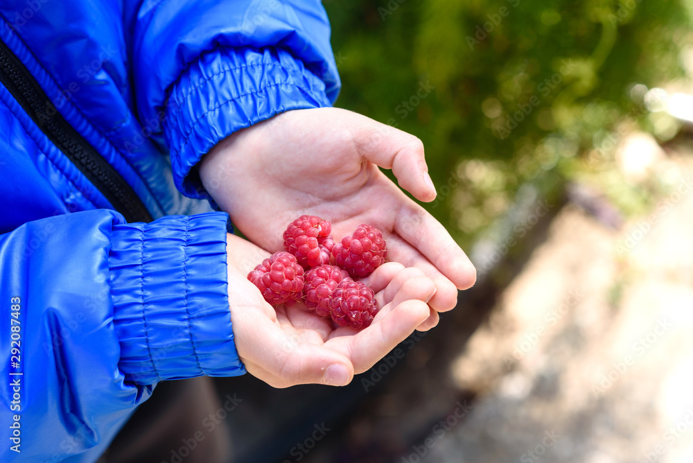 Raspberries in the hand. Autumn harvest of red berries. A child holds a large raspberries in his palm Raspberries in the hand. Autumn harvest of red berries. A child holds a large raspberries in his palm