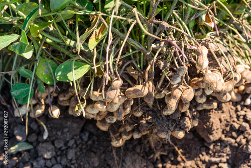 Dug peanuts. Peanut bush on the field. Tubers, peanut roots.