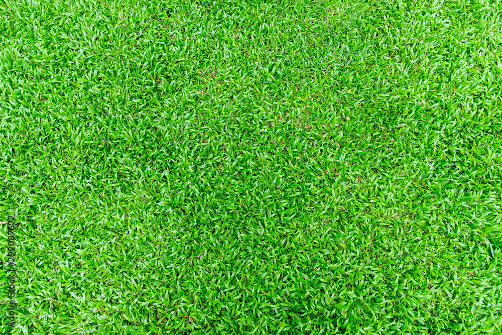 Fototapeta premium Green grass field background. Natural background pattern.