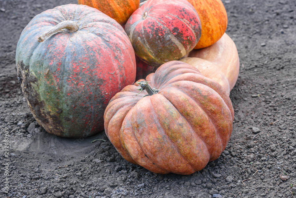 Orange pumpkins at outdoor farmer market. Pumpkin patch. Pumpkins on a field Orange pumpkins at outdoor farmer market. Pumpkin patch. Pumpkins on a field