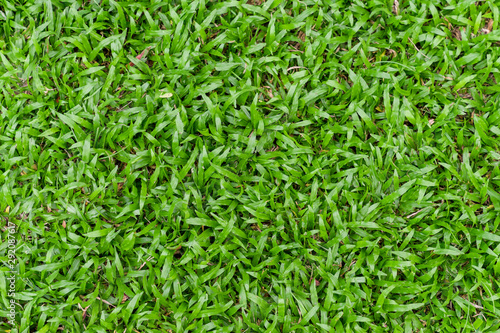 Green grass field background. Natural background pattern.