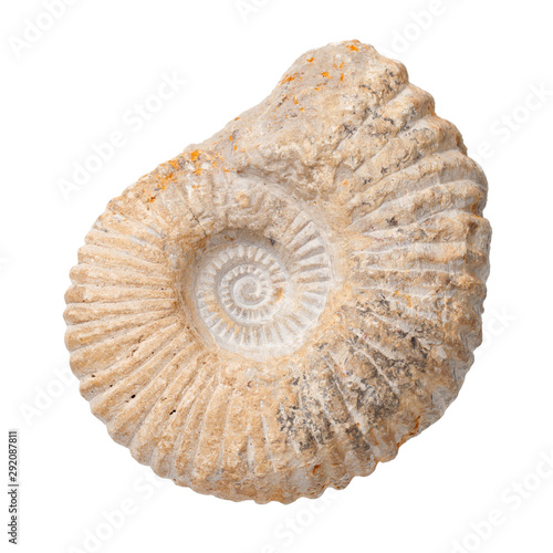 Ammonite Isolated On White Background