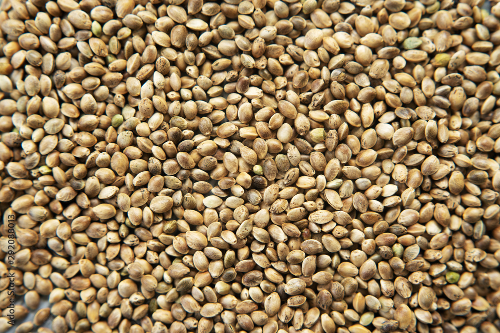 Obraz premium background of organic dried hemp seeds
