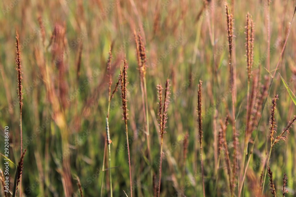 field of grass