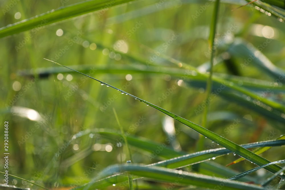 Dew drops in grass Dew drops in grass