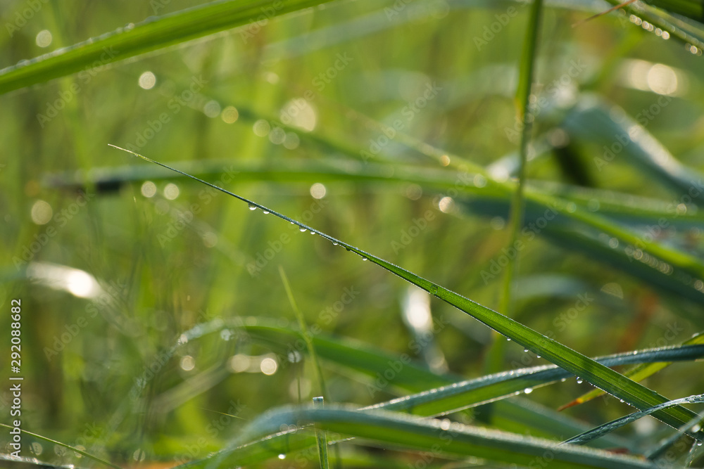 Dew drops in grass