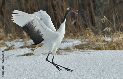Dancing Crane. The ritual marriage dance. The red-crowned crane. Scientific name: Grus japonensis, also called the Japanese or Manchurian crane, is a large East Asian Crane.