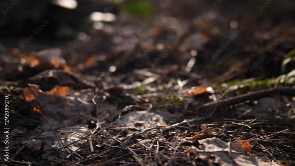 4K Dolly along pine cones on the forest floor, fallen seeds in UK woods England 4K Dolly along pine cones on the forest floor, fallen seeds in UK woods England