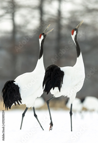 Dancing Cranes. The ritual marriage dance of cranes. The red-crowned crane. Scientific name: Grus japonensis, also called the Japanese crane or Manchurian crane, is a large East Asian Crane. photo