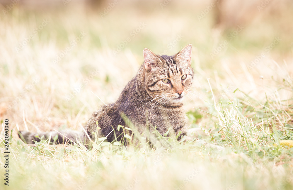 Tabby cat in autumn dry grass