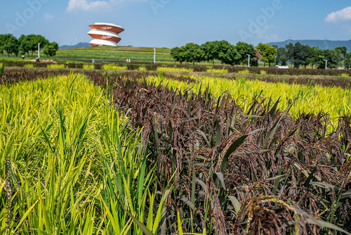 Colorful rice fields in the happy pastoral of Shenzhen Guangming Town photo