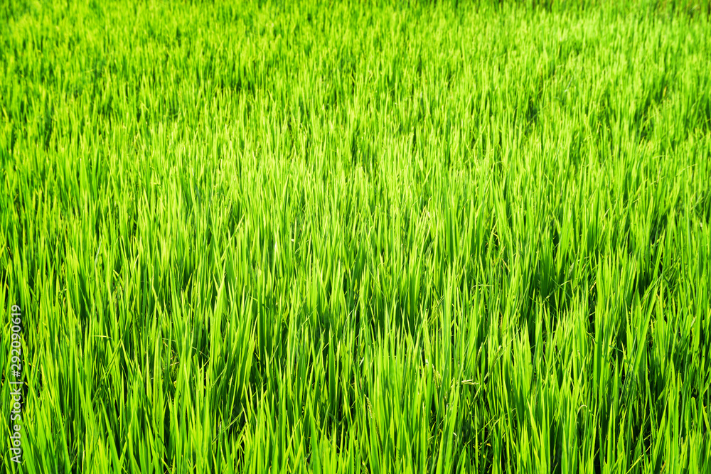 Closeup view of bright green rice field