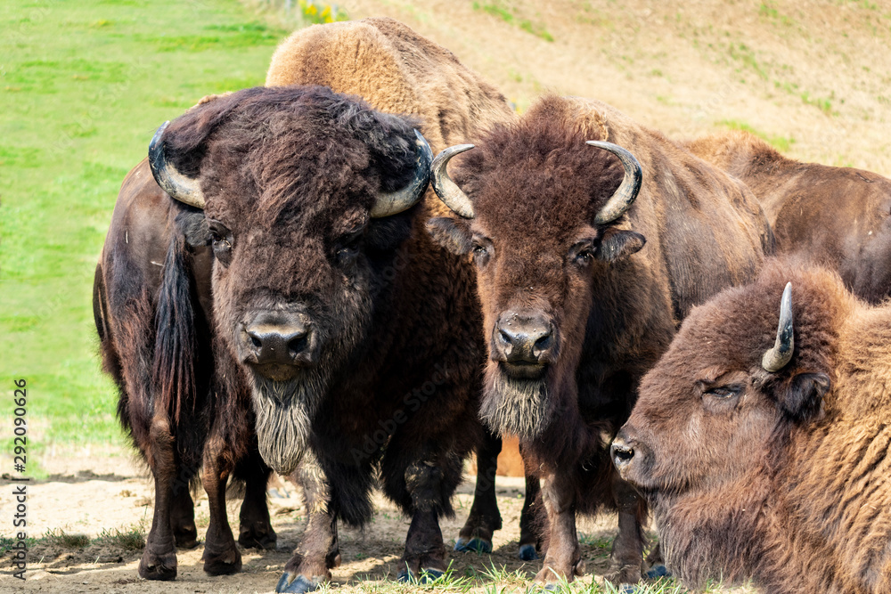 European bison herd and young calf (Bison bonasus) in the meadow. European bison herd and young calf (Bison bonasus) in the meadow.