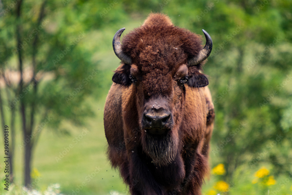 European bison herd and young calf (Bison bonasus) in the meadow. European bison herd and young calf (Bison bonasus) in the meadow.