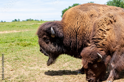 European bison herd and young calf (Bison bonasus) in the meadow. © Thomas Sztanek