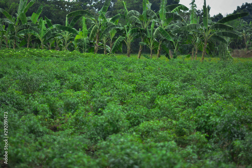 seasonal green chili cultivation in bangladesh