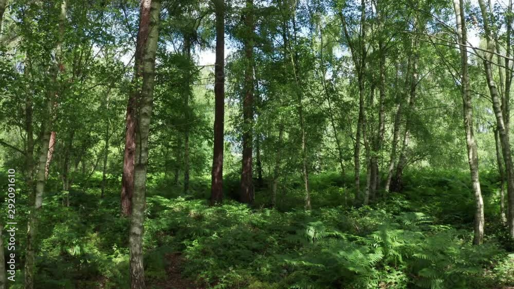 A slow movement shot in a forest, on a bright and sunny day.