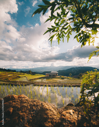 Fresh green rice terraces with cool light