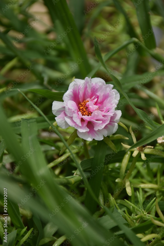 pink flower in the garden pink flower in the garden