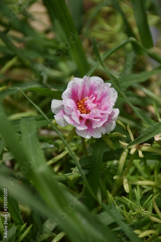 pink flower in the garden