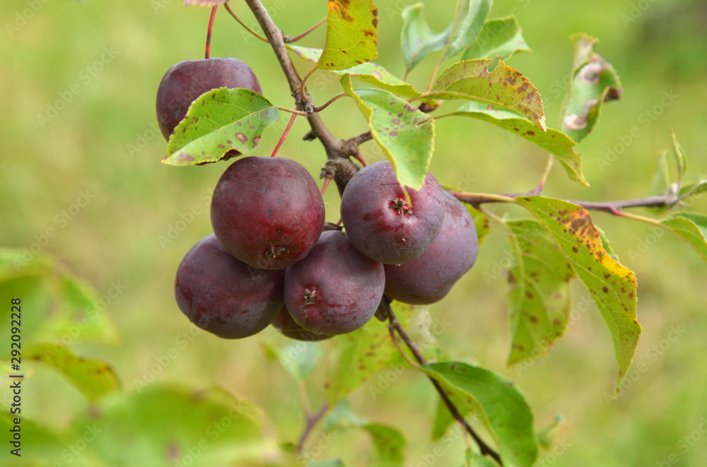Ripe burgundy Kerr Chinese apples on tree branch in garden Ripe burgundy Kerr Chinese apples on tree branch in garden