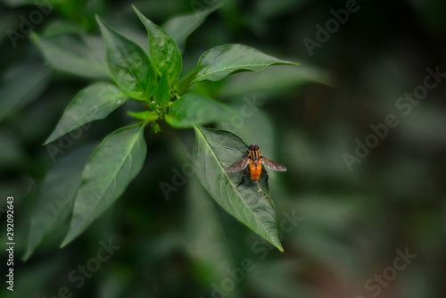 bee on the leaf of the green background 