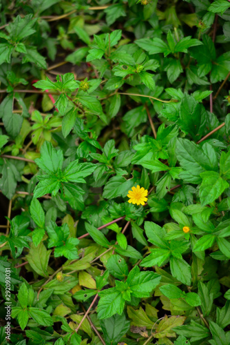 green leaves background with yellow flower