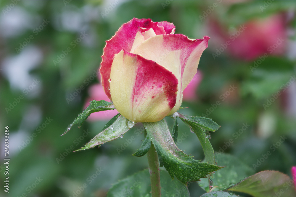 A blooming rose with water droplets on it. A blooming rose with water droplets on it.