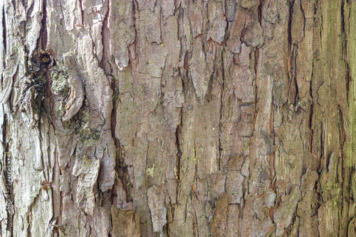 Shaggy Bark on a Tree