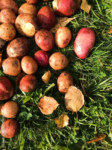 Potato harvest on green grass with autumn leaves.