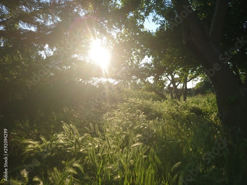 sun shining through grass and trees