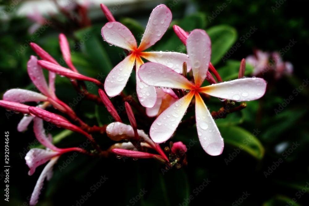 Tropical flowers, white and pink flowers are called plumeria and frangipani trees. Plumeria has water droplets that bloom on a blurred green leaf background.Soft-focus image Tropical flowers, white and pink flowers are called plumeria and frangipani trees. Plumeria has water droplets that bloom on a blurred green leaf background.Soft-focus image