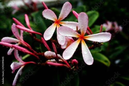Tropical flowers  white and pink flowers are called plumeria and frangipani trees. Plumeria has water droplets that bloom on a blurred green leaf background.Soft-focus image