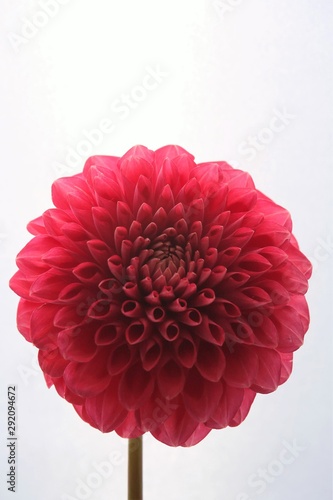 花 ピンク 孤立した 自然 白 ダリア デイジー ガーベラ 赤 キク属 植える 全盛期 美しさ 咲く マクロ フローラル 美しい 花 色 アップ サマータイム 植物 Aster Foto De Stock Adobe Stock