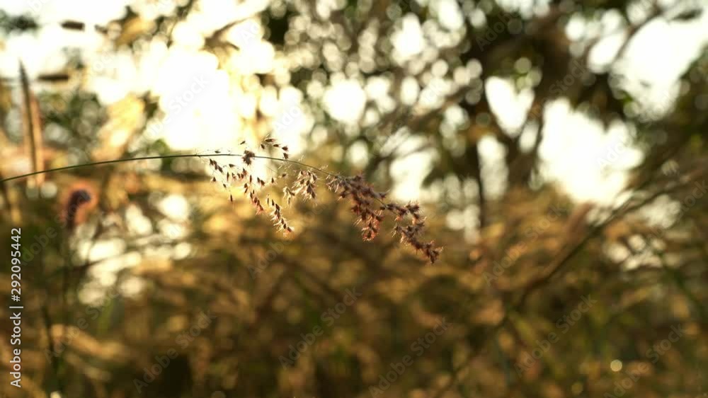 golden light at sunrise with grass golden light at sunrise with grass