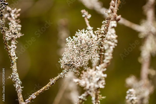 Close up of cladonia tenuis lichen. Location: Denmark © Lukassek